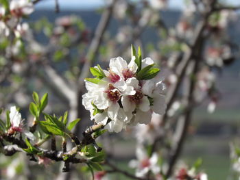 Close-up of flowers growing on tree