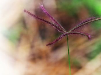 Close-up of pink flower