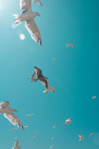 Low angle view of seagulls flying in sea