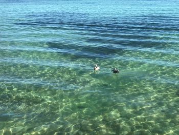 High angle view of swans swimming in sea