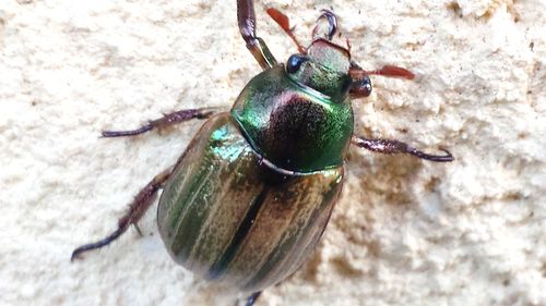 Close-up of insect