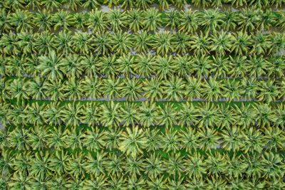 Full frame shot of green leaves