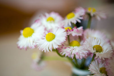Close-up of daisy blooming outdoors