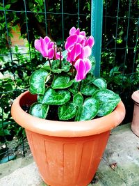 Close-up of pink flower pot