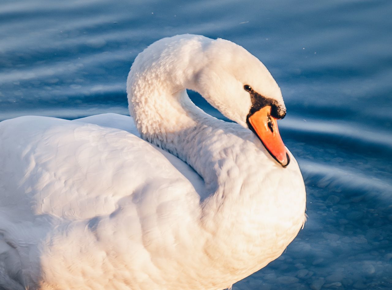 animal themes, animal, wildlife, animal wildlife, bird, swan, water, one animal, beak, nature, no people, ducks, geese and swans, animal body part, wing, water bird, swimming, lake, white, day, outdoors, close-up, beauty in nature, mute swan