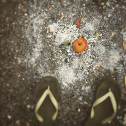 High angle view of orange on rock