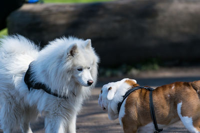 Close-up of dogs outdoors