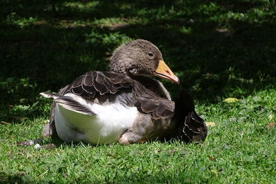 Close-up of a bird on field