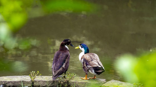 The couples of duck perching on a lake