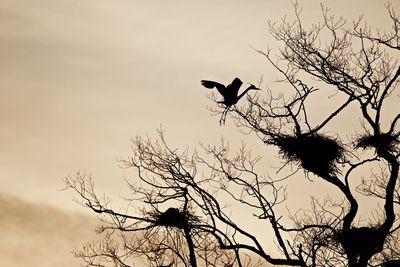 Low angle view of silhouette bird perching on bare tree against sky