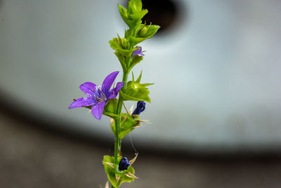 Close-up of purple flowering plant