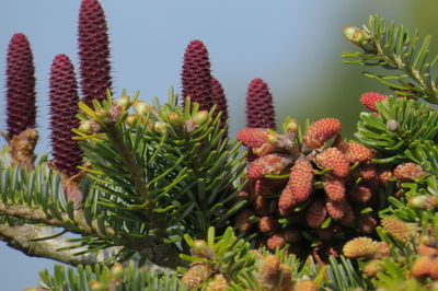 Close-up of succulent plant