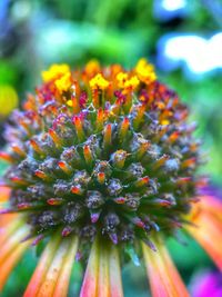Close-up of fresh flower blooming outdoors
