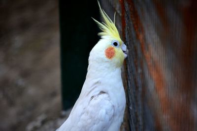 Close-up portrait of bird