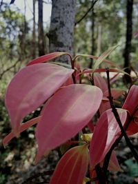 Close-up of pink flowering plant