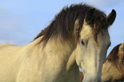 Close-up of horses against sky