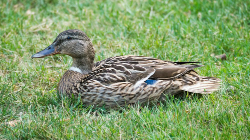 Side view of a duck on field