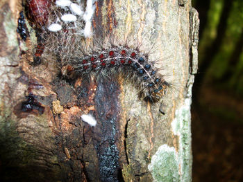 Close-up of tree trunk