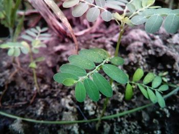 Close-up of leaves