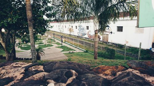 Scenic view of palm trees and building