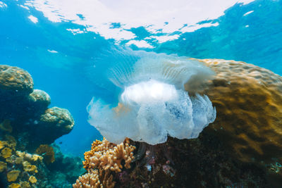 A jellyfish is floating in the ocean near a coral reef. 