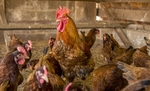 Panoramic view of a rooster