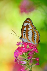 Close-up of butterfly pollinating on pink flower