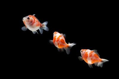 Close-up of fish swimming in sea