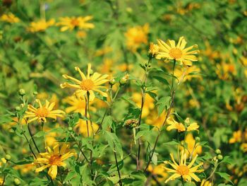 Close-up of yellow flowering plants on field