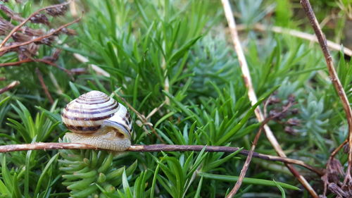 Close-up of snail on grass