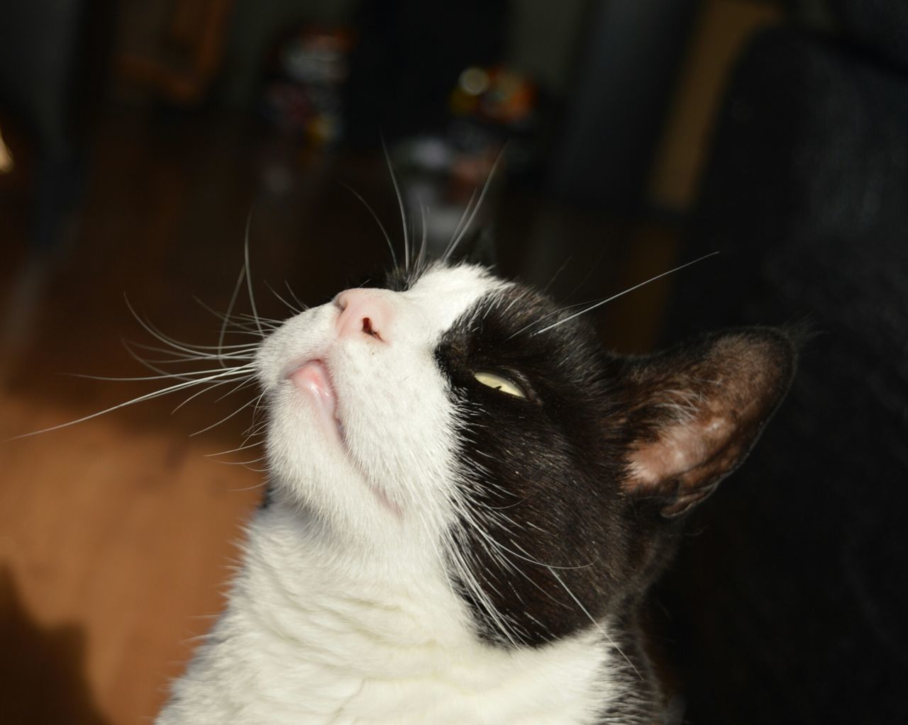 domestic cat, animal themes, cat, domestic animals, one animal, pets, feline, mammal, whisker, close-up, indoors, focus on foreground, animal head, relaxation, selective focus, animal body part, no people, zoology, white color, vertebrate