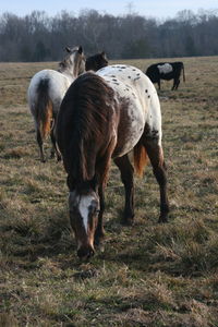 Horses grazing in a field