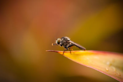 Close-up of bird perching on leaf