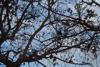Low angle view of tree against sky
