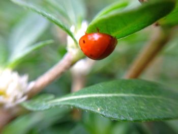 Close-up of red berries growing on plant