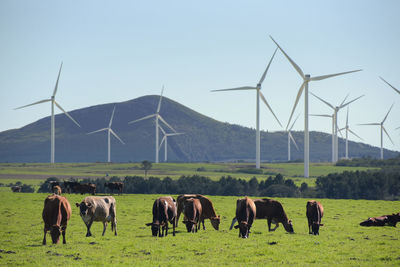 Horses grazing in a field