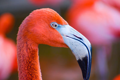 Beautiful vivid pink and salmon colored caribbean flamingo wild bird close up of head and eyes