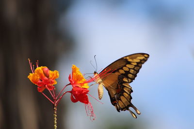 Close-up of butterfly pollinating on flower