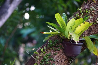 Close-up of potted plant