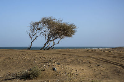 Bare trees at beach against clear blue sky on sunny day