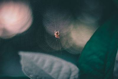 High angle view of spider on web