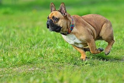 Dog on grassy field