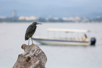 Close-up of bird perching on boat