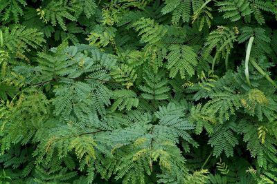 High angle view of fern leaves on tree