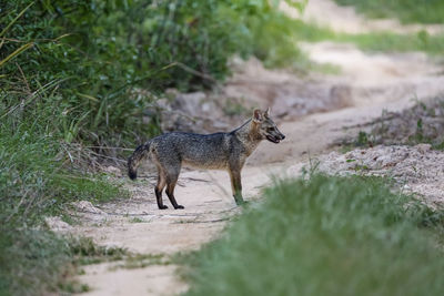 Fox standing on field