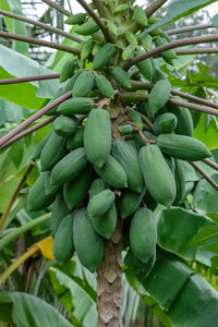 Close-up of fruits growing on tree