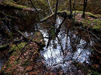 Reflection of trees in water