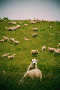 Sheep grazing on field