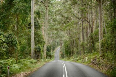 Road amidst trees in forest
