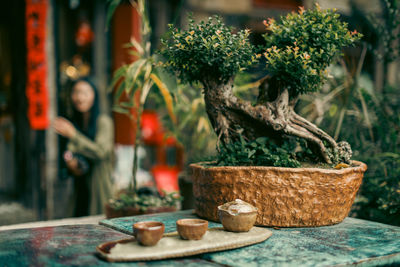 Close-up of a potted tree with teaware near it